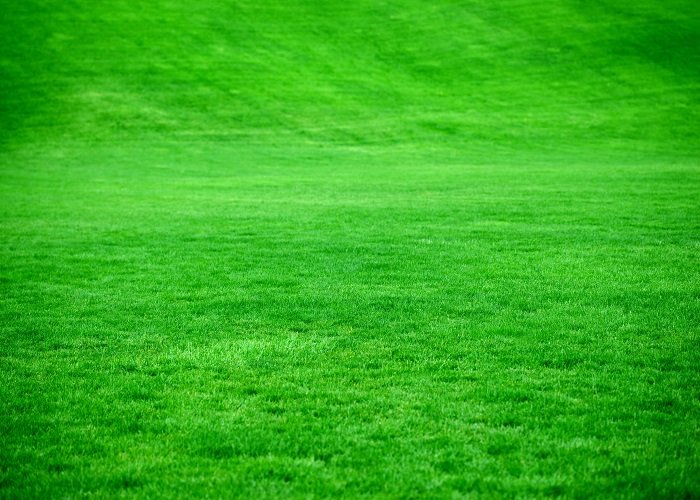 Verde em fachadas escolares